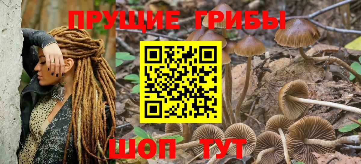 Новокубанск  Псилоцибиновые грибы MAGIC MUSHROOMS  сколько стоит  Вход с VPN 